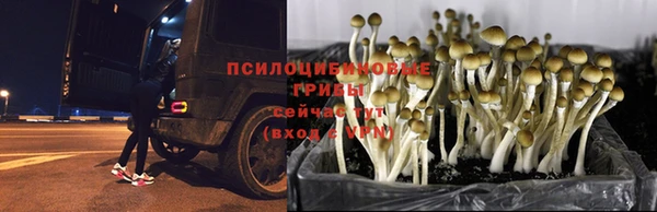 ПСИЛОЦИБИНОВЫЕ ГРИБЫ Новодвинск